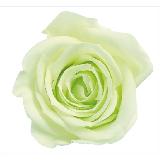 プリザーブドフラワー花材 材料 いずみ ローズ New売り切れる前に 1輪入 大地農園 小分け フレッシュグリーン