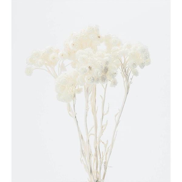 大地農園 ドライフラワー 花材 好評にて期間延長 欲しいの イモーテル 小分け 材料 白 ホワイト