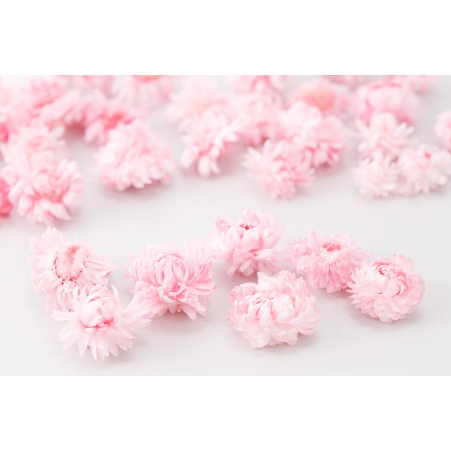 限定版 そらプリ ドライフラワー 花材 ヘリクリサム ヘッド ピンク 小分け