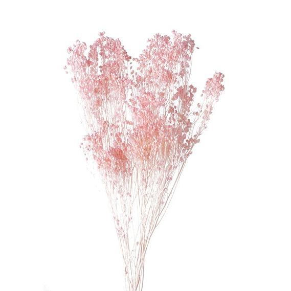 1年保証 ドライフラワー 花材 モリソニア ピンク 小分け 大地農園 大人気