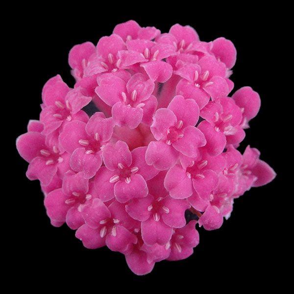 三又の花 みつまた プリンセスピンク 小分け 1輪入 プリザーブドフラワー 材料 花材 大地農園｜solargift｜02