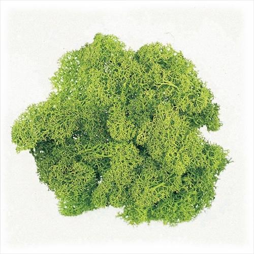 プリザーブドフラワー 花材 40g アイスランドモス コケ スプリンググリーン ハンドメイド モス 大地農園 小袋 材料 苔 最大 オフ アイスランドモス