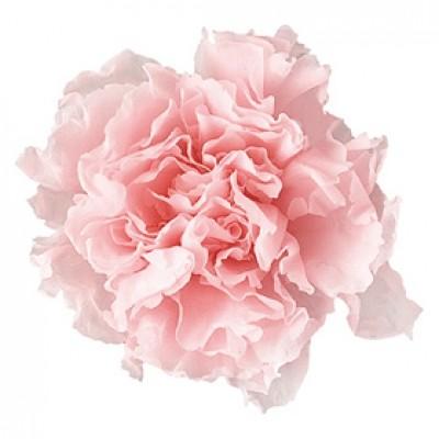 プリザーブドフラワー 花材 カーネーションミニ ベイビーピンク 小分け １輪 リマヴェーラ X1 Pr お花の贈り物そらーる 通販 Yahoo ショッピング