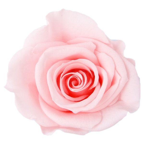 アイネスローズ 入手困難 ベイビーピンク 小分け プリザーブドフラワー 花材 1輪入 99％以上節約