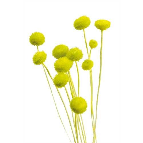 そらプリ ドライフラワー 花材 アマレリーフラワー グリーン 小分け X2 Oh 701 お花の贈り物そらーる 通販 Yahoo ショッピング