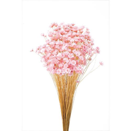 そらプリ ドライフラワー 花材 スターフラワー ブロッサム 保障 大地農園 ブライダルピンク ピンク 小分け