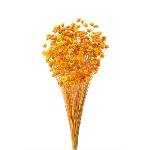 そらプリ ドライフラワー 花材 スターフラワー ブロッサム オレンジ 小分け 大地農園 X2 Oh 351 お花の贈り物そらーる 通販 Yahoo ショッピング