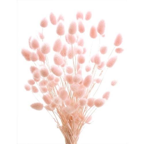 ドライフラワー 花材 ハニーテール エンジェルピンク 小分け :x2-oh-42060-141:お花の贈り物そらーる - 通販 -  Yahoo!ショッピング