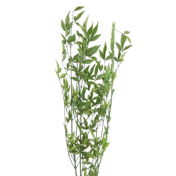 プリザーブドフラワー 材料 姫南天 グリーン 小分け プリザーブドフラワー 花材 大地農園 X4 Oh 700 お花の贈り物そらーる 通販 Yahoo ショッピング