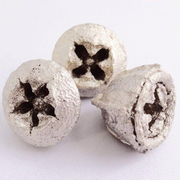 世界有名な 木の実 ドライフラワー ユーカリの実 プラチナ 小分け 3個