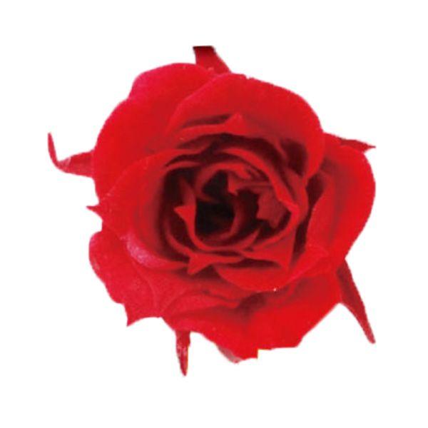 63 Off フロールエバー プリザーブドフラワー 花材 マイクロ ローズ チェリーレッド 輪 極小 小さい バラ 赤 材料 ハーバリウム Cisama Sc Gov Br