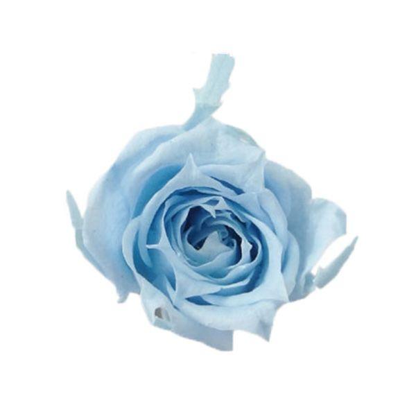 買い物 フロールエバー プリザーブドフラワー 花材 マイクロ ローズ パウダーブルー 輪 極小 小さい バラ 青 材料 ハーバリウム Wantannas Go Id