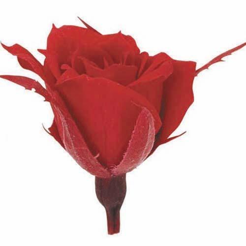 新発売 マイクロローズ フューシャピンク 箱 輪入り プリザーブドフラワー 花材 極小バラ ミニバラ フロールエバー Cisama Sc Gov Br