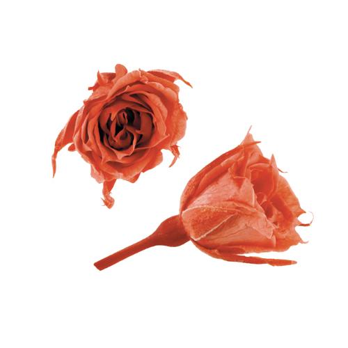 極小 プリザーブドフラワー 花材 マイクロ ローズ フラミンゴ オレンジ 輪 材料 母の日 小さい ハーバリウム 花 箱 Xa Fl 060 85 お花の贈り物そらーる 通販 Yahoo ショッピング