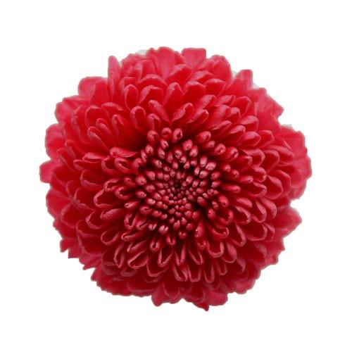 プリザーブドフラワー マム ピンポンマム ルビー 8輪 菊 フロールエバー Xa Fl 410 35 お花の贈り物そらーる 通販 Yahoo ショッピング
