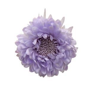 プリザーブドフラワー 花材 アスター ソフトライラック 6輪 マム フロールエバー 紫 Xa Fl 440 43 お花の贈り物そらーる 通販 Yahoo ショッピング