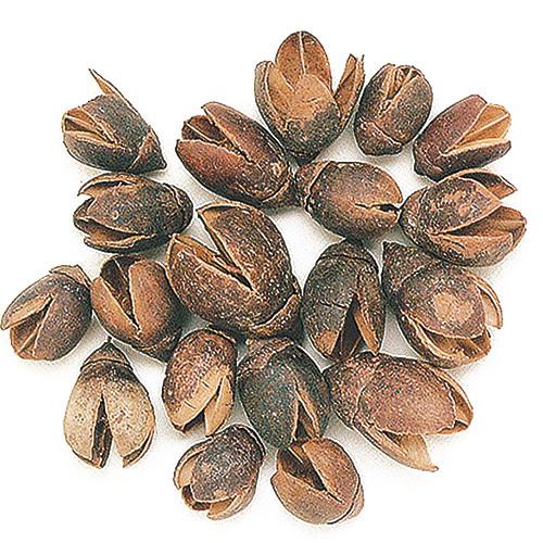 ドライフラワー 木の実 バクリ N 約100g 花材 東北花材 ラブアンドピース Xa Lp お花の贈り物そらーる 通販 Yahoo ショッピング