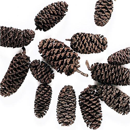 東北花材 ドライフラワー 木の実 ヤシャブシ 大 約50個 プリザーブドフラワー 花材 Xa Lp お花の贈り物そらーる 通販 Yahoo ショッピング