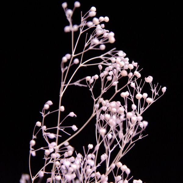 かすみ草 プリザーブドフラワー 花材 ソフトミニカスミソウ ピンク 約22g 大地農園 Xa Oh 100 お花の贈り物そらーる 通販 Yahoo ショッピング