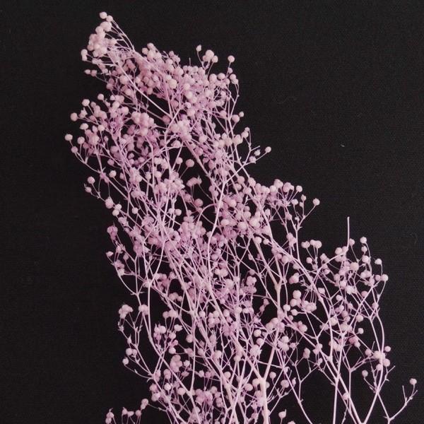 かすみ草 プリザーブドフラワー 花材 カスミソウ パープル 約22g 大地農園 紫 Xa Oh 400 お花の贈り物そらーる 通販 Yahoo ショッピング