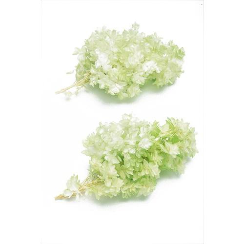 プリザーブドフラワー 花材 カシワバアジサイ ホワイトグリーン 箱 2輪 大地農園｜solargift