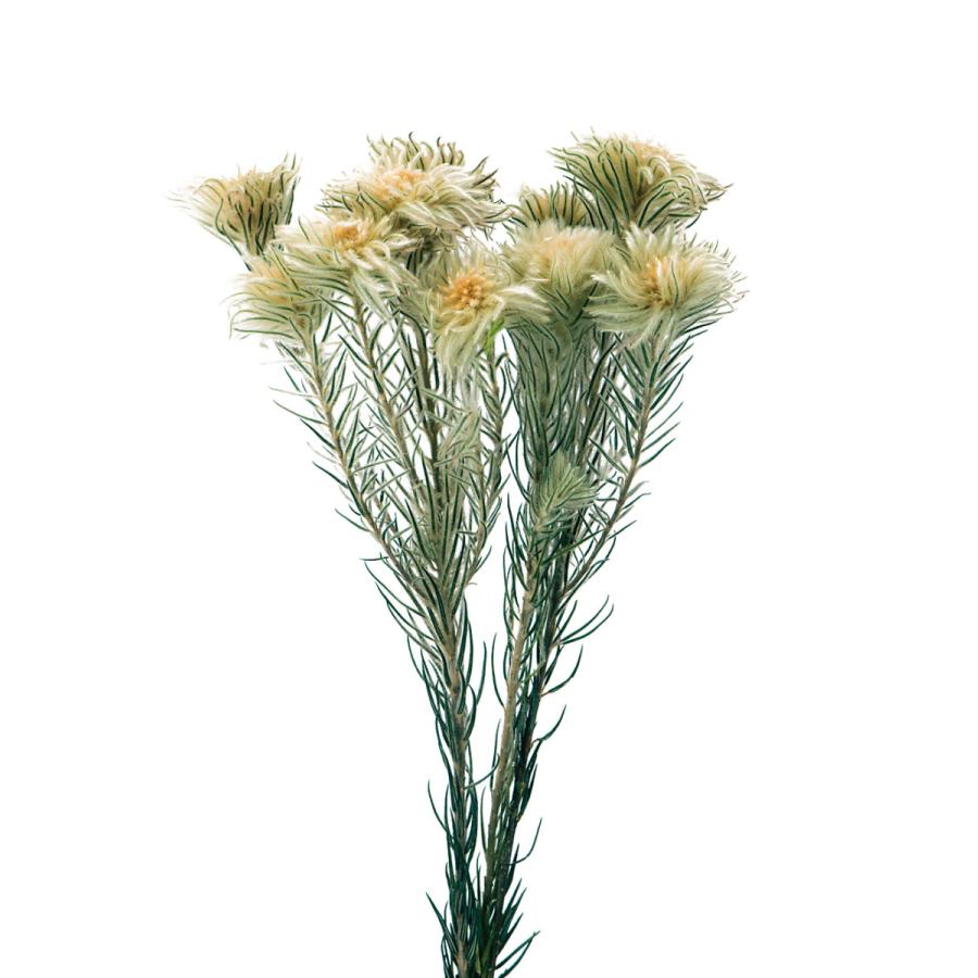 プリザーブドフラワー 花材 フィリカ N 約25g 大地農園 材料 ふわふわ 小花 Segurosaurora Com