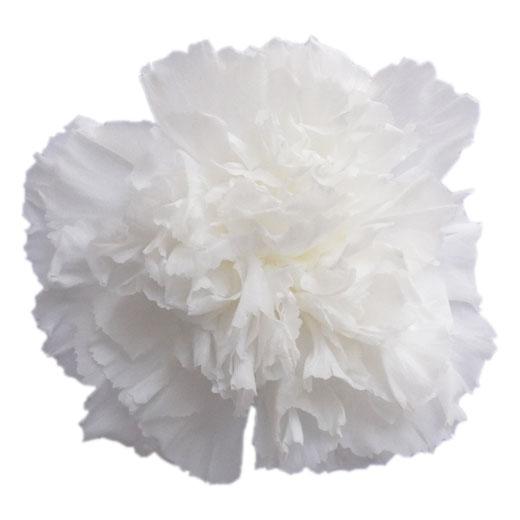 カーネーション 大地農園 白 箱 8輪入 プリザーブドフラワー 材料 花材 Xa Oh 001 お花の贈り物そらーる 通販 Yahoo ショッピング