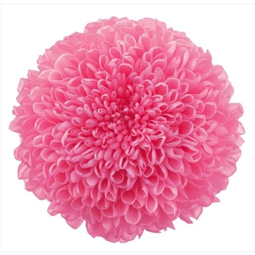 プリザーブドフラワー 花材 菊 ポンポン菊 ミディー ももいろ 箱 9輪入 ピンク 大地農園 仏花 和風 マム Xa Oh 180 お花の贈り物そらーる 通販 Yahoo ショッピング