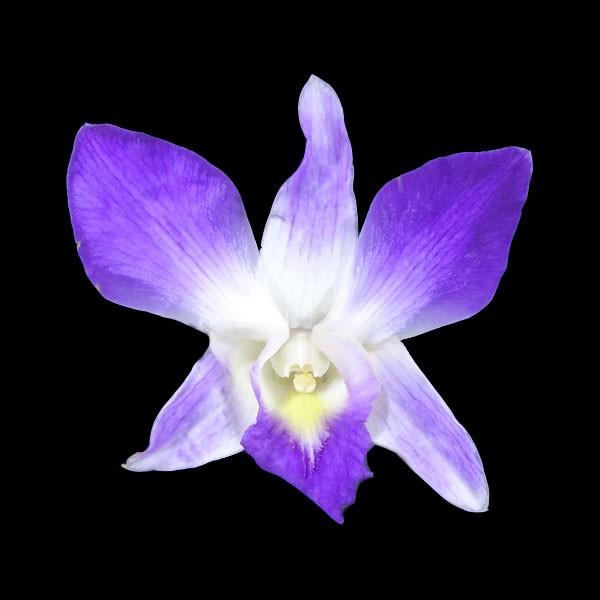 プリザーブドフラワー デンファレ ソニア パープル 5輪 花材 大地農園 Xa Oh 400 お花の贈り物そらーる 通販 Yahoo ショッピング