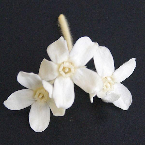 ブルースター プリザーブドフラワー 花材 アンティックホワイト 箱 約輪 大地農園 Xa Oh 011 お花の贈り物そらーる 通販 Yahoo ショッピング