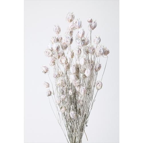 50 Off 大地農園 ドライフラワー フーセンポピー ウォッシュホワイト 約30g ナチュラルドライ 花材 Wantannas Go Id