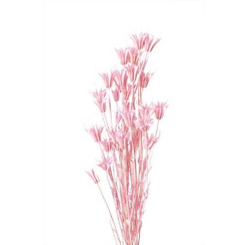 大地農園 ドライフラワー ニゲラオリエンタリス プリンセス ピンク 約30g 花材｜solargift