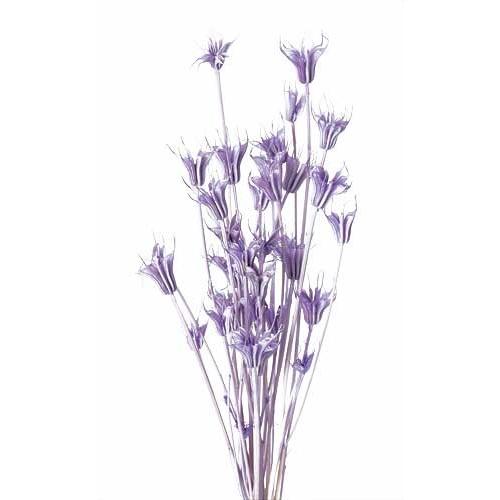 大地農園 ドライフラワー ニゲラオリエンタリス ライト パープル 約30g 紫 花材 お花 Xa Oh 411 お花の贈り物そらーる 通販 Yahoo ショッピング