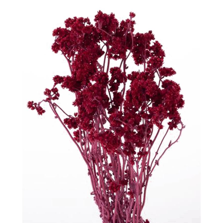 激安正規 ドライフラワー 花材 クリスパム ワイン レッド 15g 赤 大地農園 材料 ハンドメイド 資材