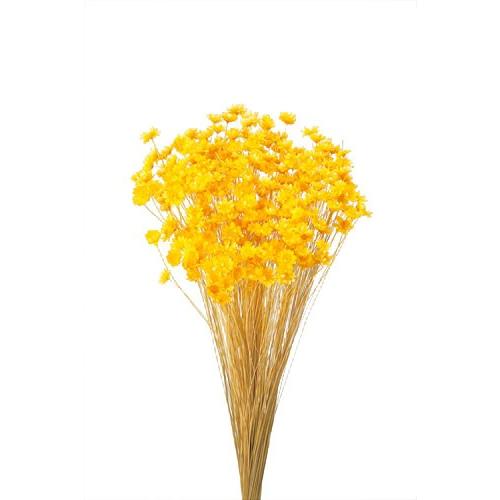 ドライフラワー 花材 スターフラワー ブロッサム イエロー 約18g 大地農園 黄色 Xa Oh 521 お花の贈り物そらーる 通販 Yahoo ショッピング