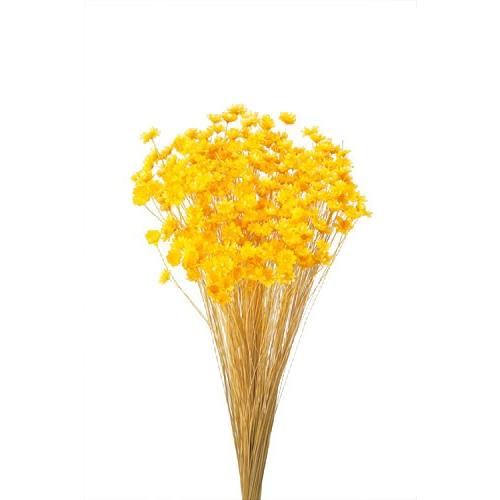 ドライフラワー 花材 スターフラワーブロッサム イエロー 約18g 大地農園 Xa Oh 30191 521 お花の贈り物そらーる 通販 Yahoo ショッピング