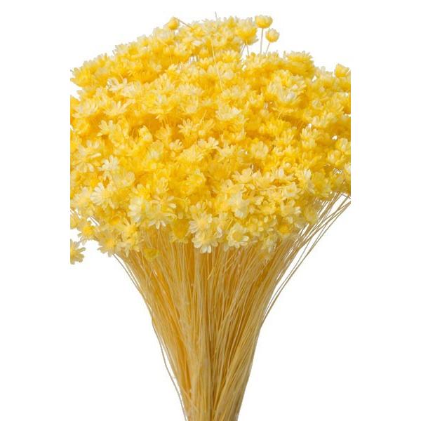 大地農園 ドライフラワー 花材 スターフラワー ミニ イエロー 小花 小さい 即納最大半額 黄色 約12g 花
