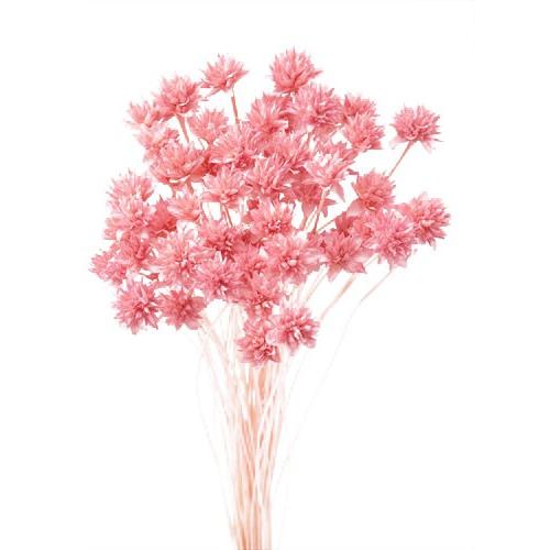 ドライフラワー ミニコーンフラワー ピンク 袋 約80本 大地農園 Xa Oh 300 101 お花の贈り物そらーる 通販 Yahoo ショッピング