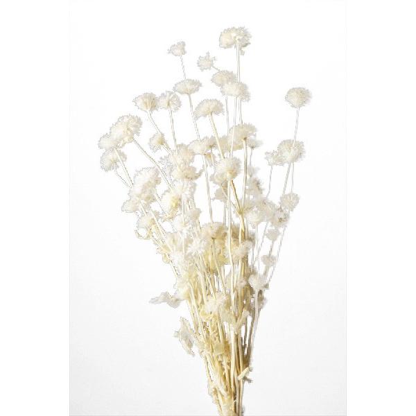 ドライフラワー 供え 花材 クルマバナ 白 大地農園 約10g