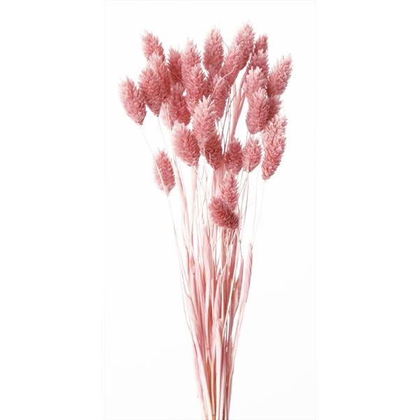 ドライフラワー 花材 ポアプランツ 熱い販売 クラウド ピンク ハンドメイド 資材 大地農園 66%OFF スワッグ 約15g