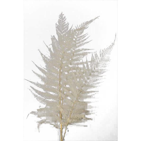 新しいスタイル プリザーブド 花材 ナガシダ 約10枚 白 羊歯 大地農園 材料 葉 プリザーブドフラワー 資材