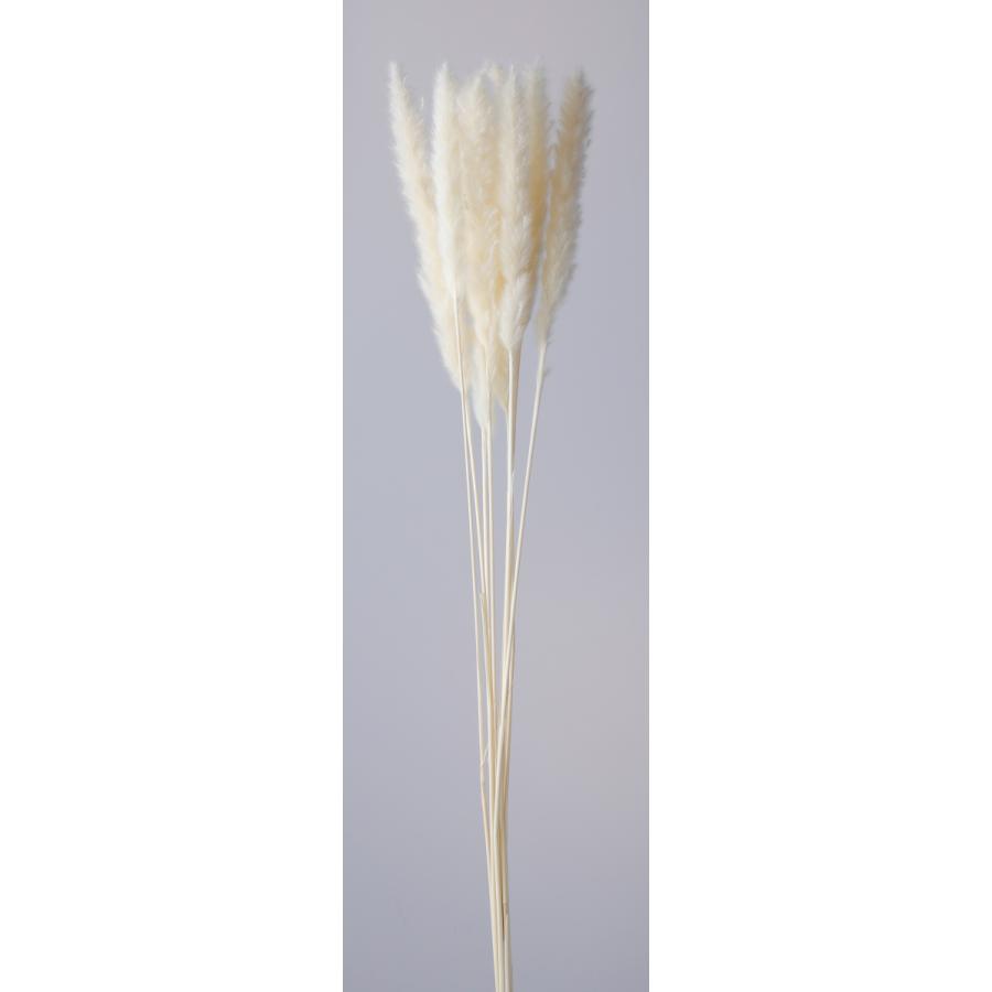 初回限定お試し価格 大地農園 ドライフラワー テールリード 白 約10本 ホワイト ふわふわ 花材 材料 資材 お花 スワッグ ハンドメイド