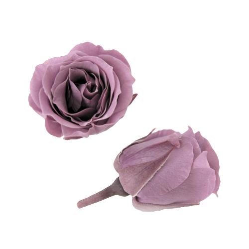 全品送料無料 プリザーブドフラワー 材料 ピッコラブロッサムローズ ラベンダー 18輪 紫 バラ フロールエバー 花材 資材 Cisama Sc Gov Br