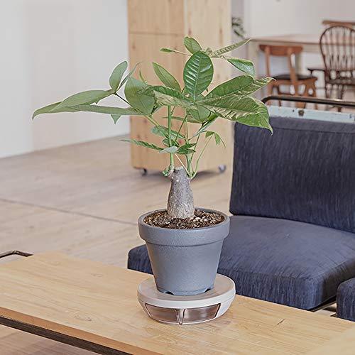 ポットキーパー 鉢 鉢皿 観葉植物の清潔グッズ お部屋きれいにお手入れ簡単ラクに フロスティグレイ Wnbssyyjzl Gralfernandezoro Gob Ar
