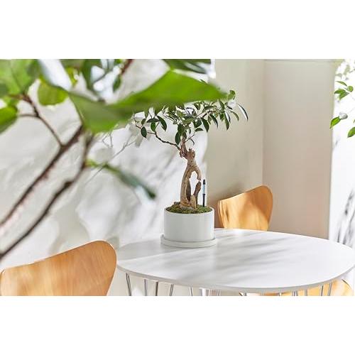 SUStee 水やりチェッカー Mサイズ ブラック 2本パック |  | 01