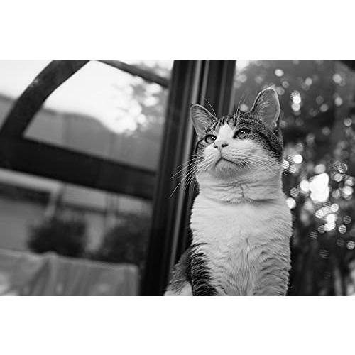 TTArtisan 35mm f/1.4 C RFマウント APS-C ブラック 銘匠光学 |  | 04