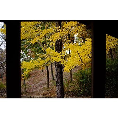 TTArtisan 35mm f/1.4 C RFマウント APS-C ブラック 銘匠光学 |  | 05