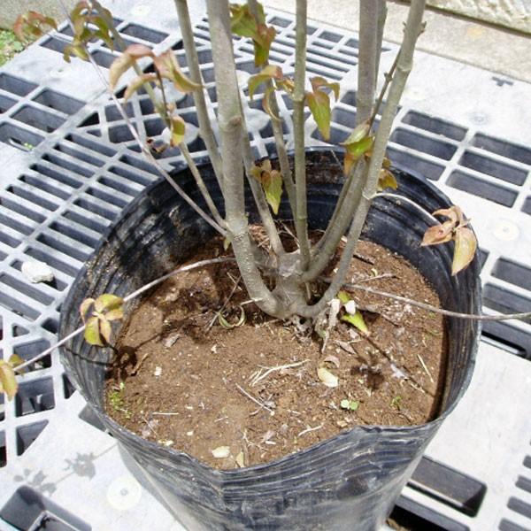 ヤマボウシ 株立ち 樹高1.8〜2.0m前後(根鉢含まず) 単品 |  | 01