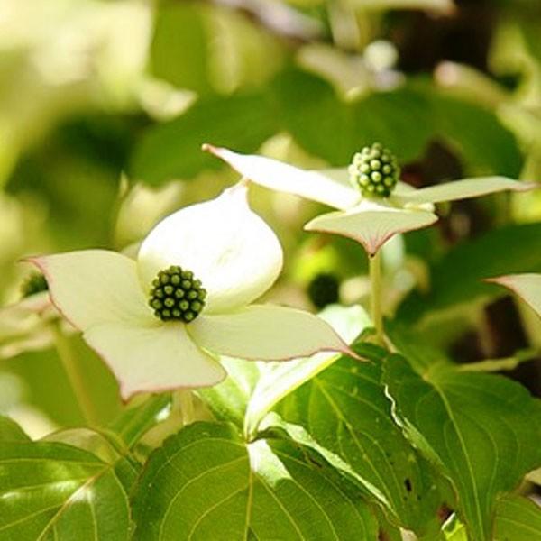 ヤマボウシ 株立ち 樹高1.8〜2.0m前後(根鉢含まず) 単品 |  | 03