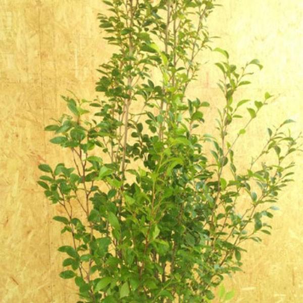 シャラノキ 株立ち 樹高1.8〜2.0m前後(根鉢含まず) 単品 : 相馬